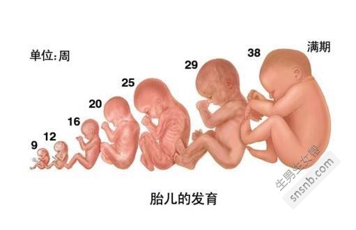 男孩or女孩？从孕囊形状看