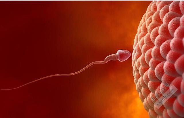 精子先生的旅途