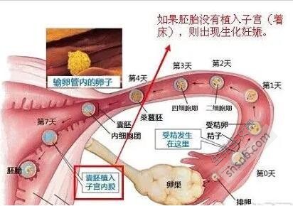 这种“假怀孕”叫生化妊娠！