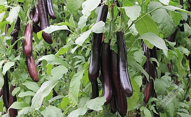 孕妇产妇能吃山药、茄子、荸荠吗？