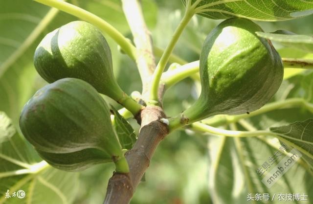 孕妇能吃无花果吗？产妇和婴幼儿呢？