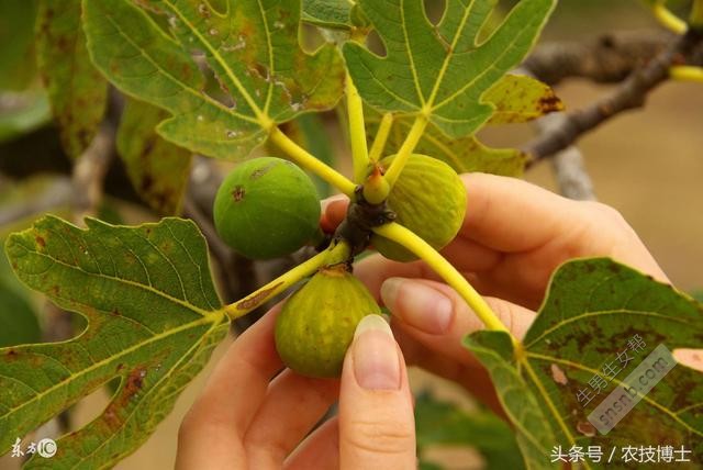 孕妇能吃无花果吗？产妇和婴幼儿呢？