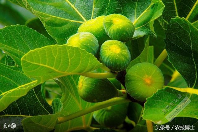 孕妇能吃无花果吗？产妇和婴幼儿呢？