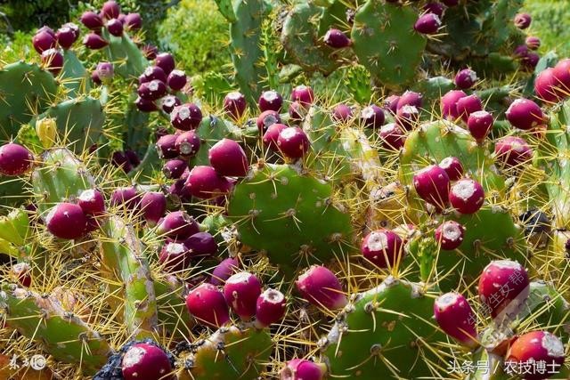 孕妇能吃无花果吗？产妇和婴幼儿呢？