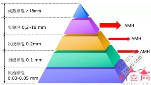 50岁AMH值多少正常