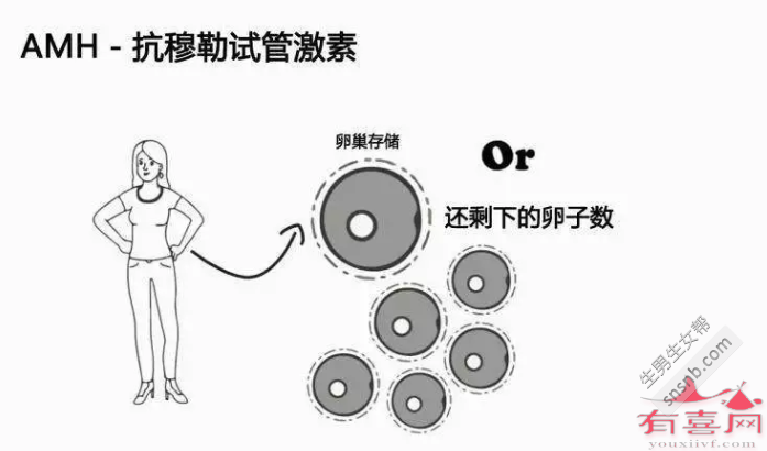 33岁AMH值多少正常
