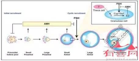 41岁AMH参考值：0.78-3.56 ng/mL
