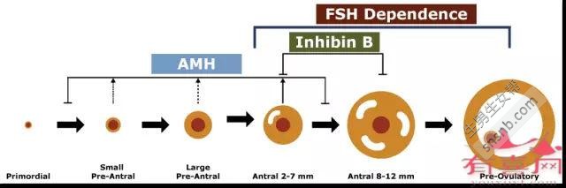40岁AMH正常范围：1.71-5.3 ng/mL