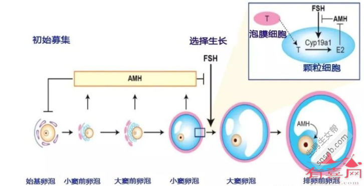 43岁AMH参考范围：0.78-3.56 ng/mL